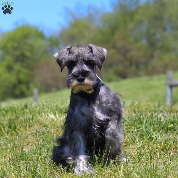 Nolan, Miniature Schnauzer Puppy